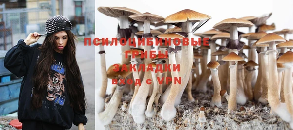 прущие грибы Абаза